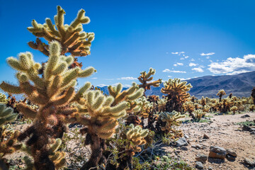 Naklejka na ściany i meble Cholla cactus in Joshua Tree National Park.