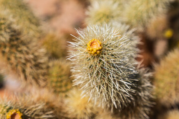 Cholla cactus in Joshua Tree National Park.