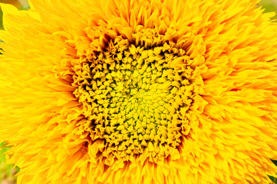Blooming decorative sunflower. Yellow orange head of a garden flower close-up. Floral abstract background