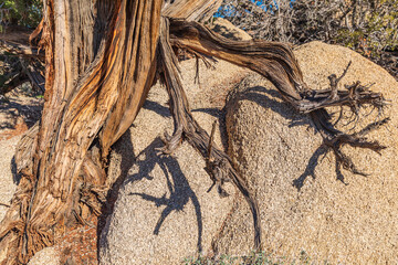 Juniper tree in Joshua Tree National Park.