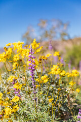 Lupines and Brittlebrush flowers in Joshua Tree National Park.