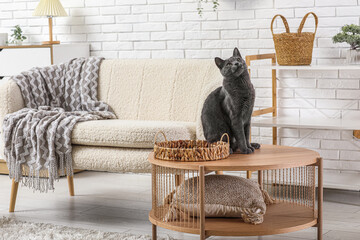 Cute British cat sitting on table in living room at home