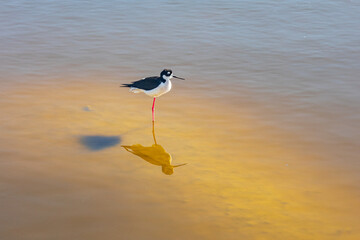 Black-nedcked stilt on the shore of the Salton Sea.