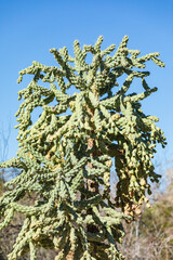 Large and thick green cactus.