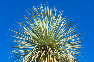 Large yucca plants in the desert.