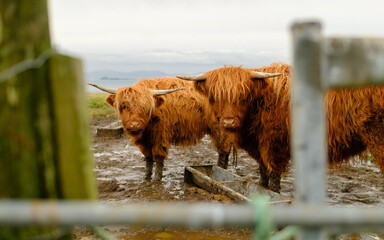 Two Scottish Highland Cows