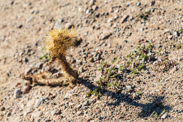 Small cactus growing in the desert.