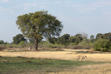 After chasing off a pack of Hyenas, a lioness pads through the open savannah in serch for a place to rest.