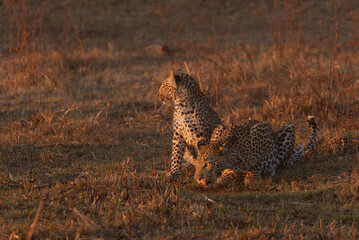 A mother leopard drinks in the golden afternoon light while its baby cub stands watche beside her, Kanana, Okavango Delta, Botswana.