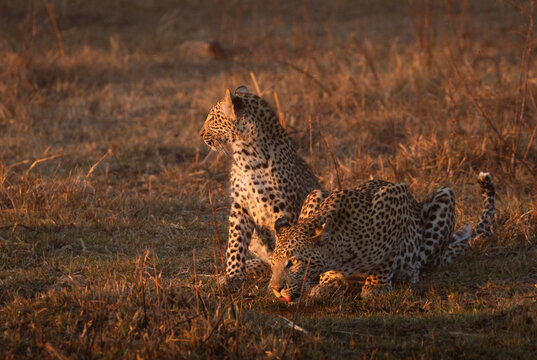 A mother leopard drinks in the golden afternoon light while its baby cub stands watche beside her, Kanana, Okavango Delta, Botswana.