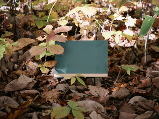 秋の森の中に置かれたサインボード