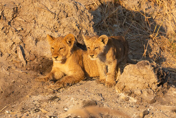 Two lion cubs watch their mother stalk and hunt down a warthog in the warm morning light. Kanana Concession, Okavango Delta, Botswana.