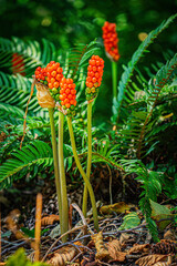 Fototapeta premium Orange Cuckoo Pint or Lords and Ladies Arum Maculatum and ferns in the PNW