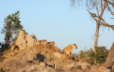 A lioness watches a warthog with her three cubs in the warm morning light.Kanana Concession, Okavango Delta, Botswana.