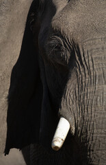 A side profile of an African Elephants face showing long eyelashes, eye, trunk and thick skin.Okavango Delta, Botswana.