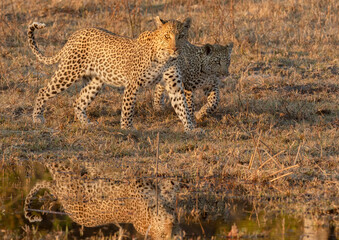 A mother and cub leopard walk along the side of a waterway in golden light in the Okavango Delta, Botswana.