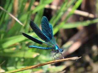Damselfly - Calopteryx
