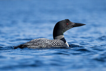 Common Loon in Maine in the water