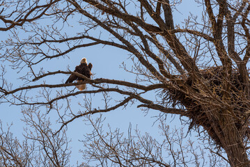 Bald Eagle Perched In A Tree Near Her Nest In Spring In Wisconsin