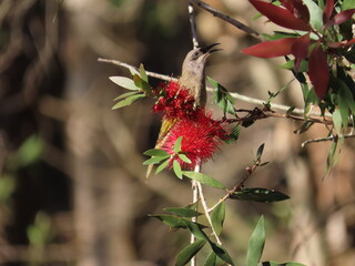 Brown Honeyeater's Song