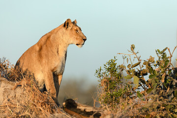 A lioness surveys the savannah whilst hunting in the golden morning light in the Kanana concession, Okavango Delta, Botswana.