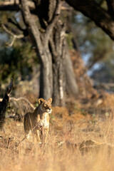 Naklejka na ściany i meble A lioness surveys the savannah whilst hunting in the golden morning light in the Kanana concession, Okavango Delta, Botswana.
