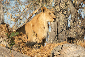 A lioness and cub overlooks an open veld in the warm morning light that is bathing the Kanana concession in the Okavango Delta, Botswana.