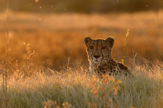 A cheetah rests in the golden afternoon light that is back lighting its face. Okavango Delta, Botswana.