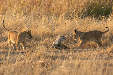 Three cubs play games in the warm morning light after their mother had returned to their nights hiding place, Kanana concession, Okavango Delta, Botswana.