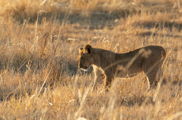 A lone cub looks into the long grass inspecting something hidden from the lens, Kanana concession, Okavango Delta, Botswana.