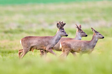 Wild roe deer herd in a field (Capreolus capreolus)