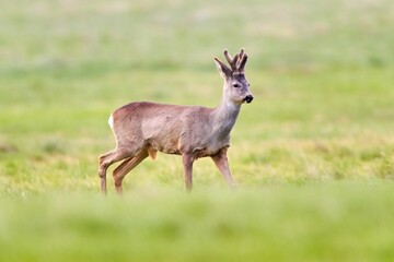 Naklejka na ściany i meble Roe deer, capreolus capreolus, walking on a meadow in fresh summer environment.