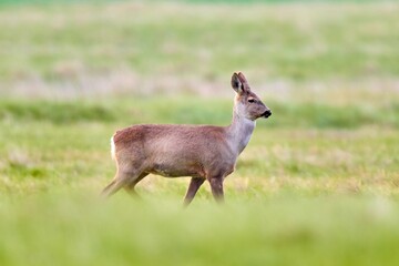 Roe deer, capreolus capreolus, walking on a meadow in fresh summer environment.