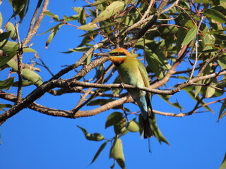 Rainbow Bee-Eater's lunch