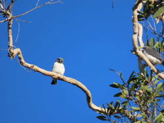 White Breasted Woodswallow