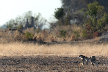 Naklejka na ściany i meble A slender and fast Cheetah makes its way across an open plain as it hunts in the wooded areas of the Okavango Delta, Botswana.