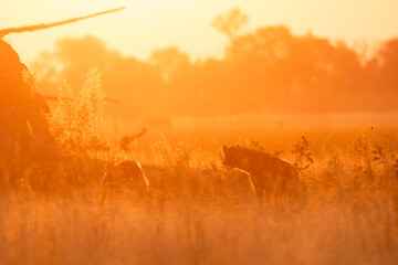 Two hyena's patrol around an open savannah in the golden back lit light of sunset. - obrazy, fototapety, plakaty