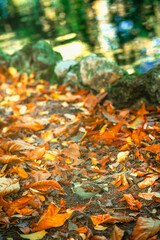 Sparrows eating and moving in a natural and autumnal environment.