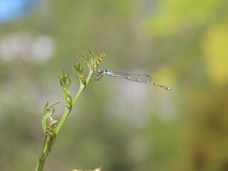 Damselfly