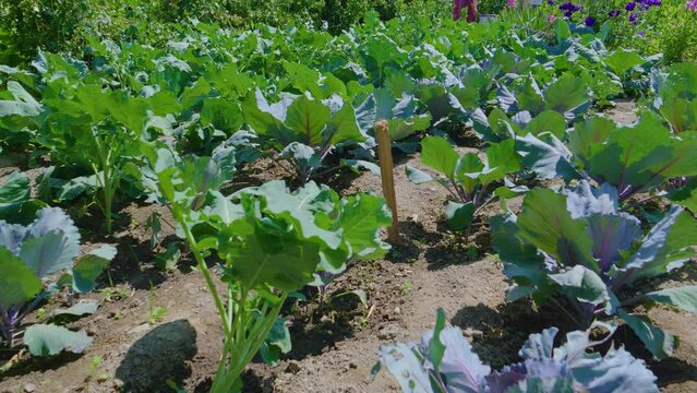 Cabbage growing in the garden. In the permaculture garden