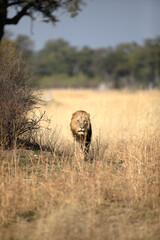 A lone male lion moves through his territory on an eraly morning patrol in Kanana, Okavango Delta, Botswana.
