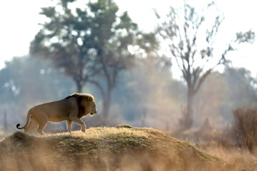 After a long morning hunting a male lion climbs a  grassy mound to survey the surrounding savannah.