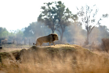 Naklejka na ściany i meble After a long morning hunting a male lion climbs a grassy mound to survey the surrounding savannah.
