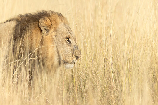 A large male lion moves through the long golden grass of an open savannah in the Okavango Delta, Botswana.