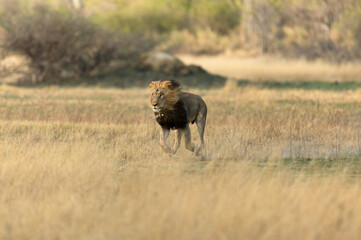 A male lion runs across open savannah as it hunts antelope in the Okavango DElta, Botswana.