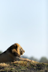 A male lion rests in the golden morning light in Kanana, Okavango Delta, Botswana.
