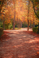 Autumn landscape where the color orange predominates.