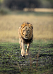 A strong male lion walks through open savannah in the Okavango Delta, Botswana. He along with his pride later caught a warthog for a small morning meal.