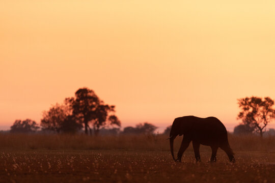 A lone elephant is walking through open savannah and is silhouetted agains a glowing red, yellow and orange sunrise in Kanana, Okavango Delta, Botswana.