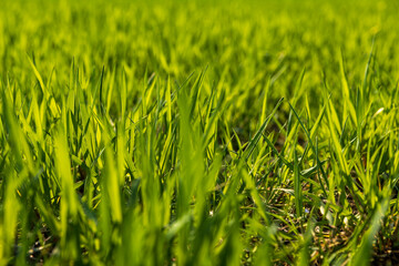 a new wheat crop in the spring season, new sprouts